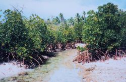 Mangroves along a tidal stream Image