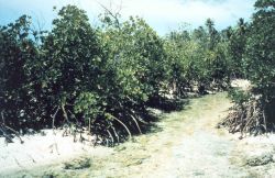 Mangroves along a tidal stream Image