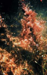 Mangrove root with soft coral (reddish) attached and seagrass below Image