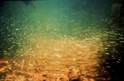 Minnows that constitute the forage base for larger predators Image
