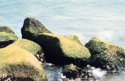 Moss covered boulders on a New England shoreline Image