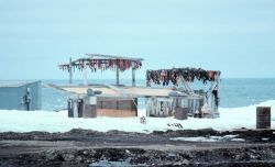 Drying seal meat. Image