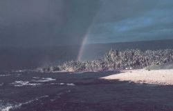 A rainbow over palm trees on the coast Image