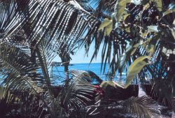 A view towards the deep blue sea through Hawaiian flora. Image