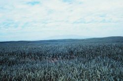 Mauna Loa seen over a cane field Image