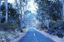 A scene along Chain of Craters Road with a recent lava flow seen to right. Image