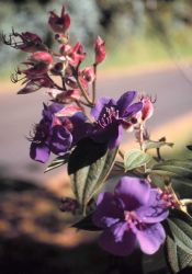 Purple flowers and red flowers Image