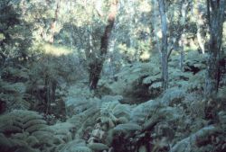 A nature trail near Thurston Lava Tube Image