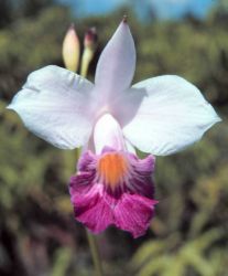 A Hawaiian orchid Image