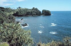 A coastal scene north of Hilo Image