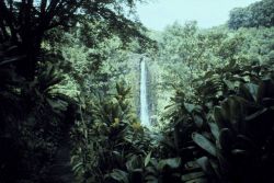 Akaka Falls Image