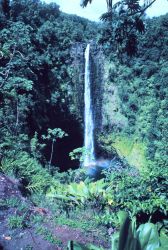 Akaka Falls Image