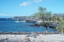 A scene along the Kona Coast Image