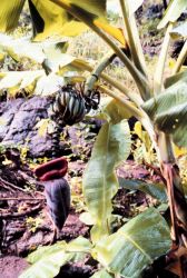 A banana tree Image