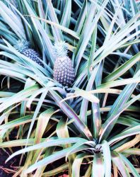 A pineapple plant with the fruit nearly ready to harvest Image