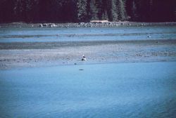 An eagle on the beach at Wrangell Narrows Image