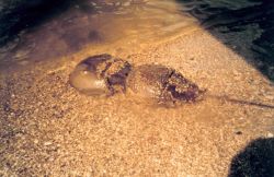 Mating pair of horseshoe crabs Image