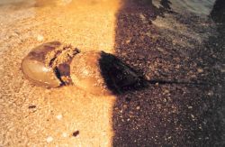 Mating pair of horseshoe crabs Image