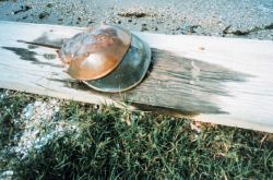Dead, half-shed horseshoe crab. Image