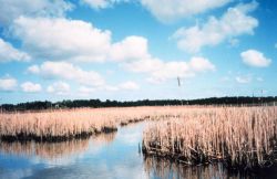 Marsh vegetation on the Patuxent Image