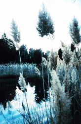Phragmites, or common reed - although scenic, can be invasive nuisance species. Image