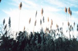 Phragmites, or common reed - although scenic, can be invasive nuisance species. Image