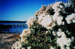 Groundsel bushes displaying silver-bristled seeds following flowering in late summer. Image