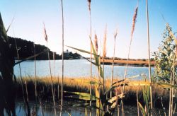 Marsh at Port Isobel Image