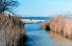 Phragmites australis lining small tidal creek Image