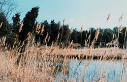 Phragmites australis lining small tidal creek Image