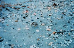 Fiddler crab on the beach Image