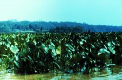Pickerel weed (Pondeteria cordata) marsh in the Patuxent River Image