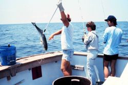 Fishing for blues in the bay - NOAA/NODC employees Melanie Hamilton and Chapman Hom watch as yet another Bluefish comes aboard. Image