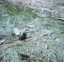Young, unidentified shore bird. Image