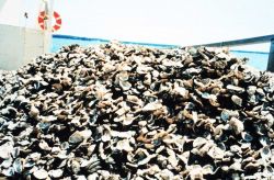 Shells containing oyster spat raised by the Oyster Recovery Partnership are piled up waiting to be moved to a permanent oyster bed off of the Severn R Image