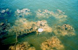 Shells containing oyster spat raised by the Oyster Recovery Partnership are bagged and placed on pallets to grow before being transplanted to a design Image