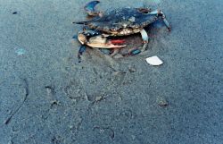 Female blue crab (Callinectes sapidus) on the beach Image