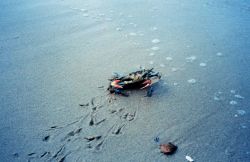 Female blue crab (Callinectes sapidus) at water's edge Image
