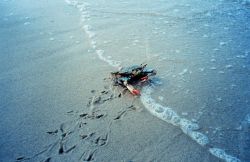 Female blue crab (Callinectes sapidus) on beach Image