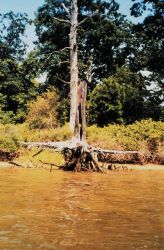Stump of a large tree still standing though roots exposed and outstretched Image