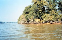 Dead trees provide evidence of erosion problems on Wye Island. Image