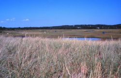 Great Sippewissett Marsh, West Falmouth Image