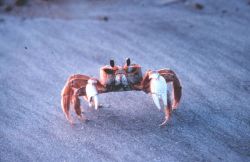 Ghost crab Image