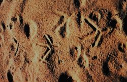 Footprints in the sand Image
