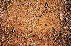 Footprints in the sand Image