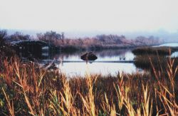 Early morning fog over a Port Isobel Island marsh. Image