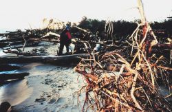 Erosion damage to Port Isobel Island as a result of Hurricane Floyd. Image