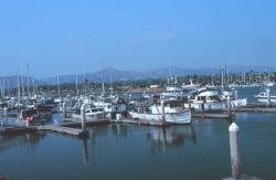 Fishing vessels at Channel Islands Harbor with the coast range visible Image