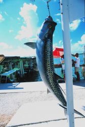 Fish art Image