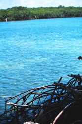 Mangrove roots Image